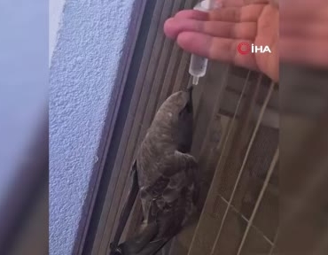 sicak-havanin-etkisiyle-suyla-can-veren-ebabil-balkon-afeti-dindiren-yardim-bht8dN6W.jpg