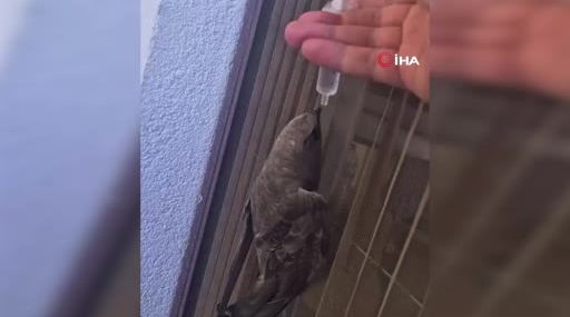Sıcak Havanın Etkisiyle Suyla Can Veren Ebabil: Balkon Afeti Dindiren Yardım