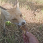 tilkiyle-dostluk-dogada-yemegini-paylasan-bir-anin-hikayesi-h8gswK1T.jpg