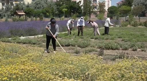Van Yüzüncü Yıl Üniversitesi Bahçesinde Tıbbi Aromatik Bitkiler ve Geofitler: Zenginlik ve Uygulamalı Eğitim