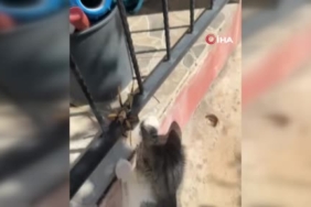 diclede-kedi-ve-dev-etcil-cekirge-kameraya-yansiyan-oynama-ani-tuKZGqLW.jpg