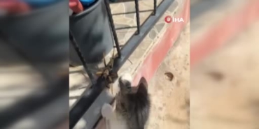 diclede-kedi-ve-dev-etcil-cekirge-kameraya-yansiyan-oynama-ani-tuKZGqLW.jpg