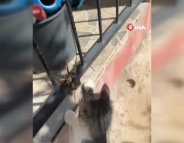 diclede-kedi-ve-dev-etcil-cekirge-kameraya-yansiyan-oynama-ani-tuKZGqLW.jpg