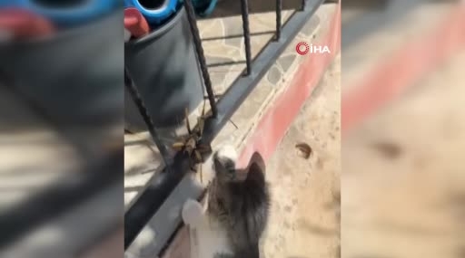 Dicle’de Kedi ve Dev Etçil Çekirge: Kameraya Yansıyan Oynama Anı