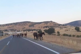 donenkaya-mahallesinde-yaban-atlariyla-karsilasma-trafikteki-anlar-cep-telefonuna-yansidi-pe9VOynb.jpg