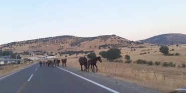 donenkaya-mahallesinde-yaban-atlariyla-karsilasma-trafikteki-anlar-cep-telefonuna-yansidi-pe9VOynb.jpg