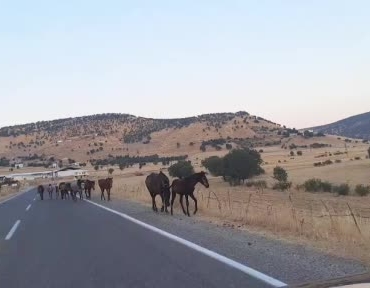 donenkaya-mahallesinde-yaban-atlariyla-karsilasma-trafikteki-anlar-cep-telefonuna-yansidi-pe9VOynb.jpg