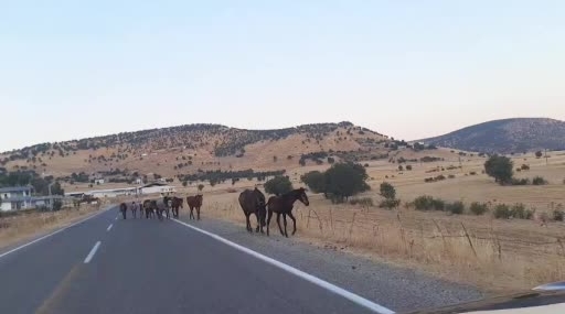 Dönenkaya Mahallesi’nde Yaban Atlarıyla Karşılaşma: Trafikteki Anlar Cep Telefonuna Yansıdı