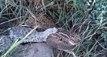 engerek-yirtici-ani-bildircin-avinda-kameraya-yansiyan-surpriz-karsilasma-COBTBZ2e.jpg