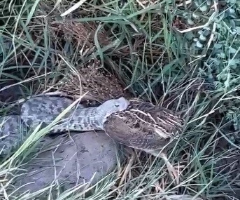 Engerek Yırtıcı Anı: Bıldırcın Avında Kameraya Yansıyan Sürpriz Karşılaşma