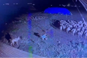 gece-gelen-kurt-koyde-guvenlik-kameralarina-yansiyan-anlar-5TIszyEf.jpg