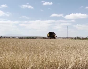 karsta-hububat-hasati-zamanla-mucadele-ve-saha-verimi-uzerindeki-etkiler-aicbj2Fs.jpg