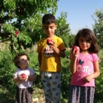 malatyada-erken-hasatla-yeni-umut-santa-maria-armudu-ve-nektarinle-ciftciden-tuketiciye-dogrudan-servis-uIbMAAN7.jpg