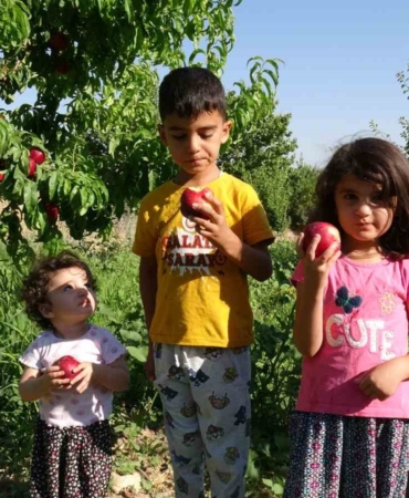malatyada-erken-hasatla-yeni-umut-santa-maria-armudu-ve-nektarinle-ciftciden-tuketiciye-dogrudan-servis-uIbMAAN7.jpg