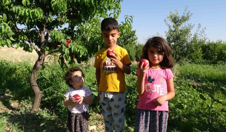 malatyada-erken-hasatla-yeni-umut-santa-maria-armudu-ve-nektarinle-ciftciden-tuketiciye-dogrudan-servis-uIbMAAN7.jpg