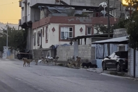oguzelinde-sokak-kopekleri-ve-halk-endisesi-toplatilma-cagrilari-ajWnUk8B.jpg