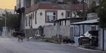 oguzelinde-sokak-kopekleri-ve-halk-endisesi-toplatilma-cagrilari-ajWnUk8B.jpg