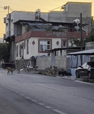 oguzelinde-sokak-kopekleri-ve-halk-endisesi-toplatilma-cagrilari-ajWnUk8B.jpg