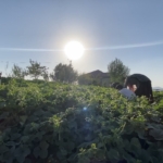 patnosun-baharindan-kisa-bostan-hikayesi-LPrmSBMz.jpg