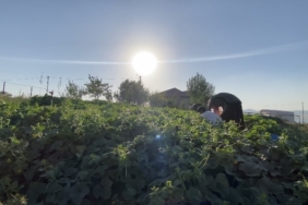patnosun-baharindan-kisa-bostan-hikayesi-LPrmSBMz.jpg