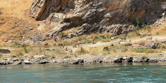 Peri Çayı Kıyısında Sürü Halinde Dağ Keçileri Görüntülendi