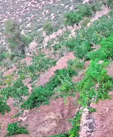 poyraz-koyunde-domuz-baskini-zarar-goren-ciftciler-kendi-guvenligini-saglamaya-calisiyor-PQE8P8lU.jpg