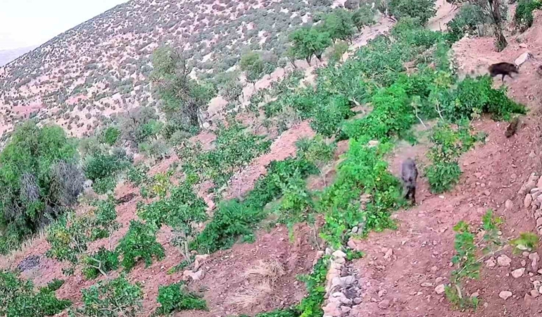 poyraz-koyunde-domuz-baskini-zarar-goren-ciftciler-kendi-guvenligini-saglamaya-calisiyor-PQE8P8lU.jpg