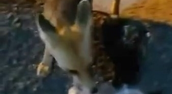 tilkinin-sokak-isgalci-ani-elazigda-posetle-gelen-doga-dostlugu-D6JuhHyc.jpg