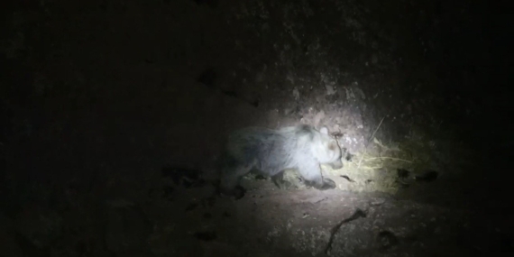 Tunceli’de Gece Kameralarına Yansıyan Yaban Yaşamı: Domuz ile Boz Ayı Aynı Karede