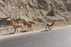 tuncelide-nesli-tehlikede-dag-kecileri-yol-kenarinda-goruntulendi-GzcTAk1j.jpg