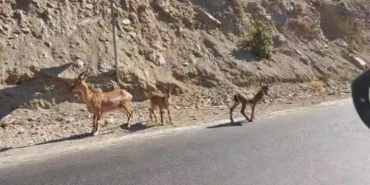 tuncelide-nesli-tehlikede-dag-kecileri-yol-kenarinda-goruntulendi-GzcTAk1j.jpg