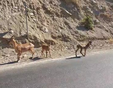 tuncelide-nesli-tehlikede-dag-kecileri-yol-kenarinda-goruntulendi-GzcTAk1j.jpg