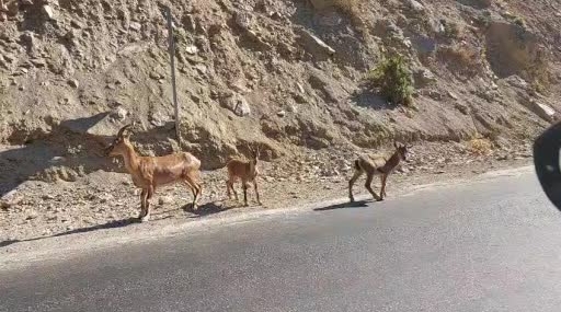 Tunceli’de Nesli Tehlikede Dağ Keçileri Yol Kenarında Görüntülendi