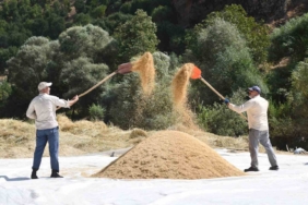 celtiklide-imece-gelenegiyle-seyhciman-pirinci-hasadi-basladi-x3AO4dOD.jpg