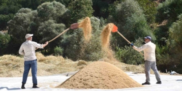 celtiklide-imece-gelenegiyle-seyhciman-pirinci-hasadi-basladi-x3AO4dOD.jpg
