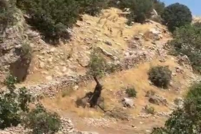 diyarbakir-cermikte-nesli-tukenme-tehlikesi-altindaki-yaban-kecileri-suru-halinde-goruntulendi-Jyr2itBw.jpg