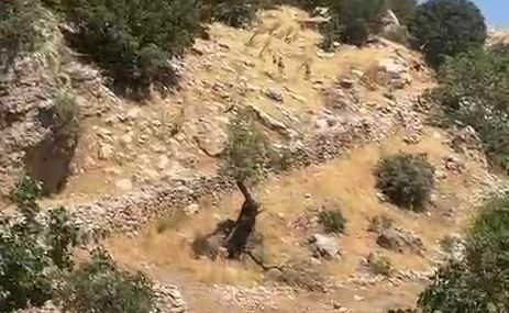 Diyarbakır Çermik’te Nesli Tükenme Tehlikesi Altındaki Yaban Keçileri Sürü Halinde Görüntülendi
