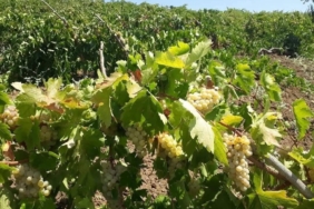 diyarbakir-cunguste-hasat-basladi-sire-uzumu-ve-yerel-uzum-cesitleriyle-dolu-sezon-SncfzBib.jpg