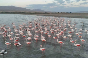 ercek-golunde-flamingolarin-geciken-gocu-doganin-renkli-ziyafeti-N3SXPxPb.jpg
