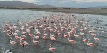 ercek-golunde-flamingolarin-geciken-gocu-doganin-renkli-ziyafeti-N3SXPxPb.jpg
