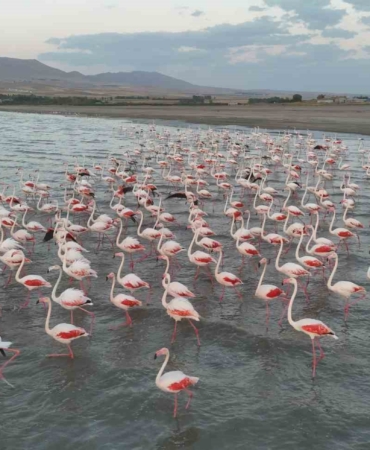 ercek-golunde-flamingolarin-geciken-gocu-doganin-renkli-ziyafeti-N3SXPxPb.jpg