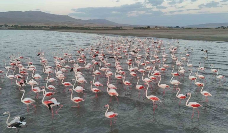 ercek-golunde-flamingolarin-geciken-gocu-doganin-renkli-ziyafeti-N3SXPxPb.jpg