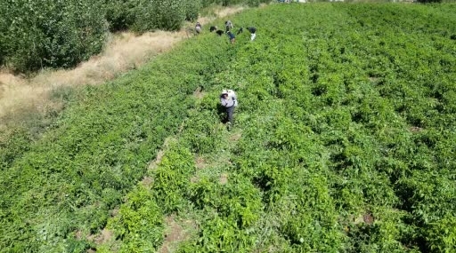 Erciş’te 86 Yaşındaki Çiftçinin Günlük Biber Üretimi ve Aile Ekonomisi