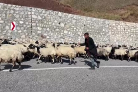 erzurum-yaylalarinda-gocerlerin-donus-yolculugu-ve-suru-yogunlugu-u2GqsDqY.jpg