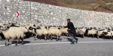 erzurum-yaylalarinda-gocerlerin-donus-yolculugu-ve-suru-yogunlugu-u2GqsDqY.jpg