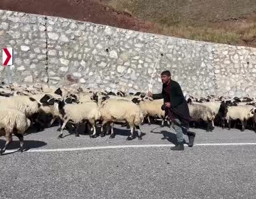 erzurum-yaylalarinda-gocerlerin-donus-yolculugu-ve-suru-yogunlugu-u2GqsDqY.jpg