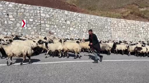 Erzurum Yaylalarında Göçerlerin Dönüş Yolculuğu ve Sürü Yoğunluğu