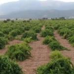 hatun-parmaki-ve-antep-karasi-uzum-hasadi-basladi-bolgesel-ureticinin-sesleri-e9nQs9RP.jpg