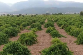 hatun-parmaki-ve-antep-karasi-uzum-hasadi-basladi-bolgesel-ureticinin-sesleri-e9nQs9RP.jpg