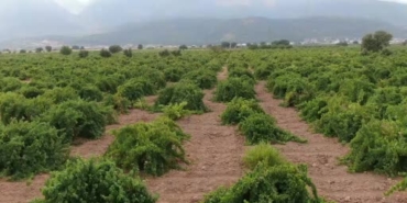 hatun-parmaki-ve-antep-karasi-uzum-hasadi-basladi-bolgesel-ureticinin-sesleri-e9nQs9RP.jpg